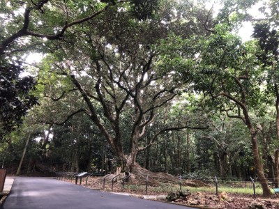 墾丁國家森林遊樂區植物園步道及節點景觀改善工程 (2)